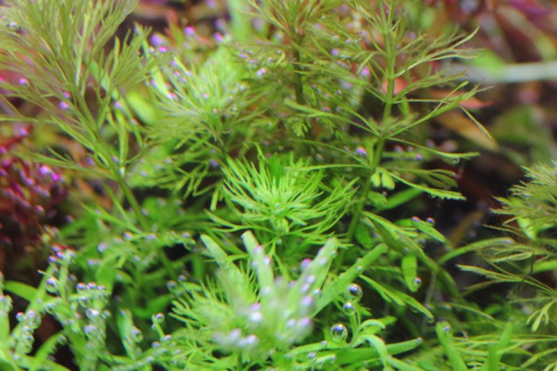 植栽から155日目　ドワーフアンブリア